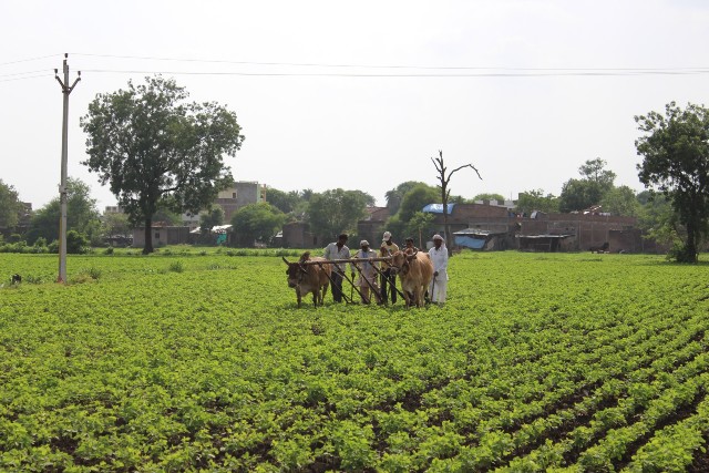 A picture of farmers in India