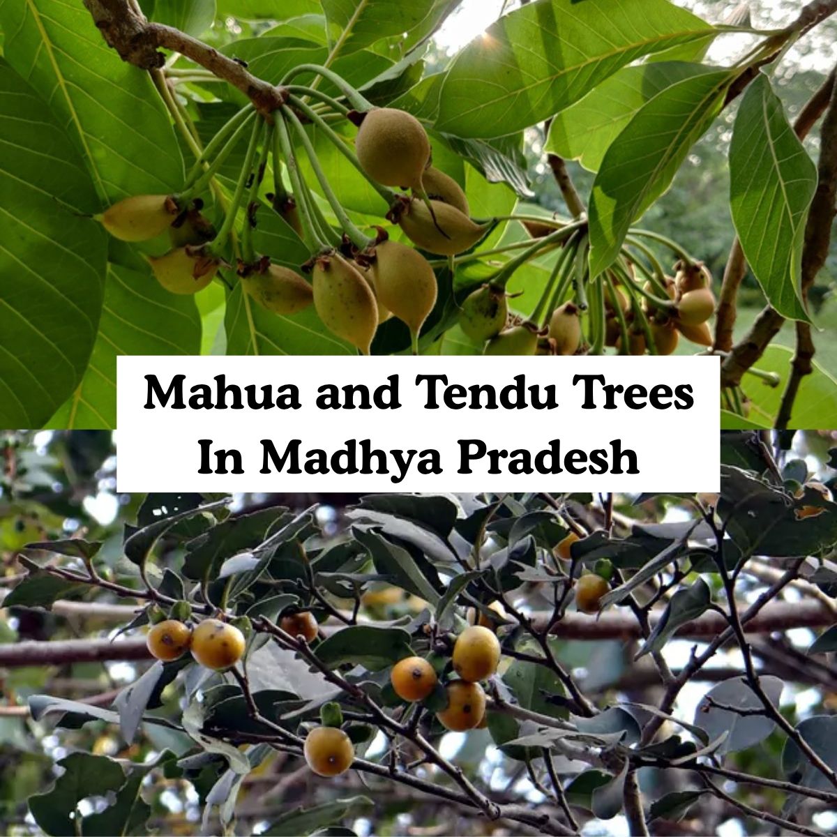 Mahua and Tendu Trees In Madhya Pradesh