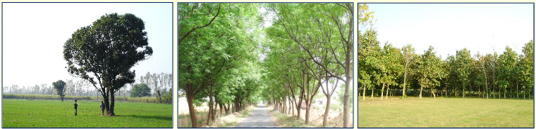 Three types of Trees Outside Forests (TOF) in India: scattered farm trees, roadside linear plantations, and block plantations on open land