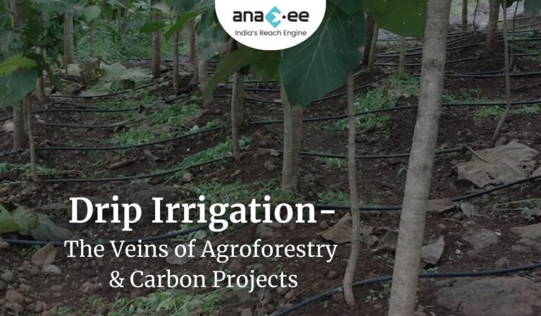 Drip irrigation system installed in an agroforestry project by Anaxee, ensuring water supply to every tree for higher survival and sustainability
